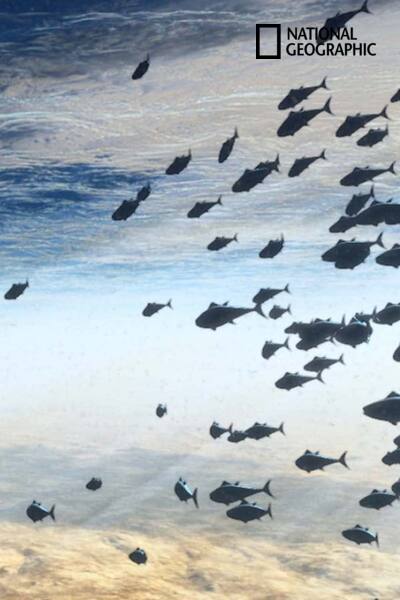 light-the-ocean-2012
