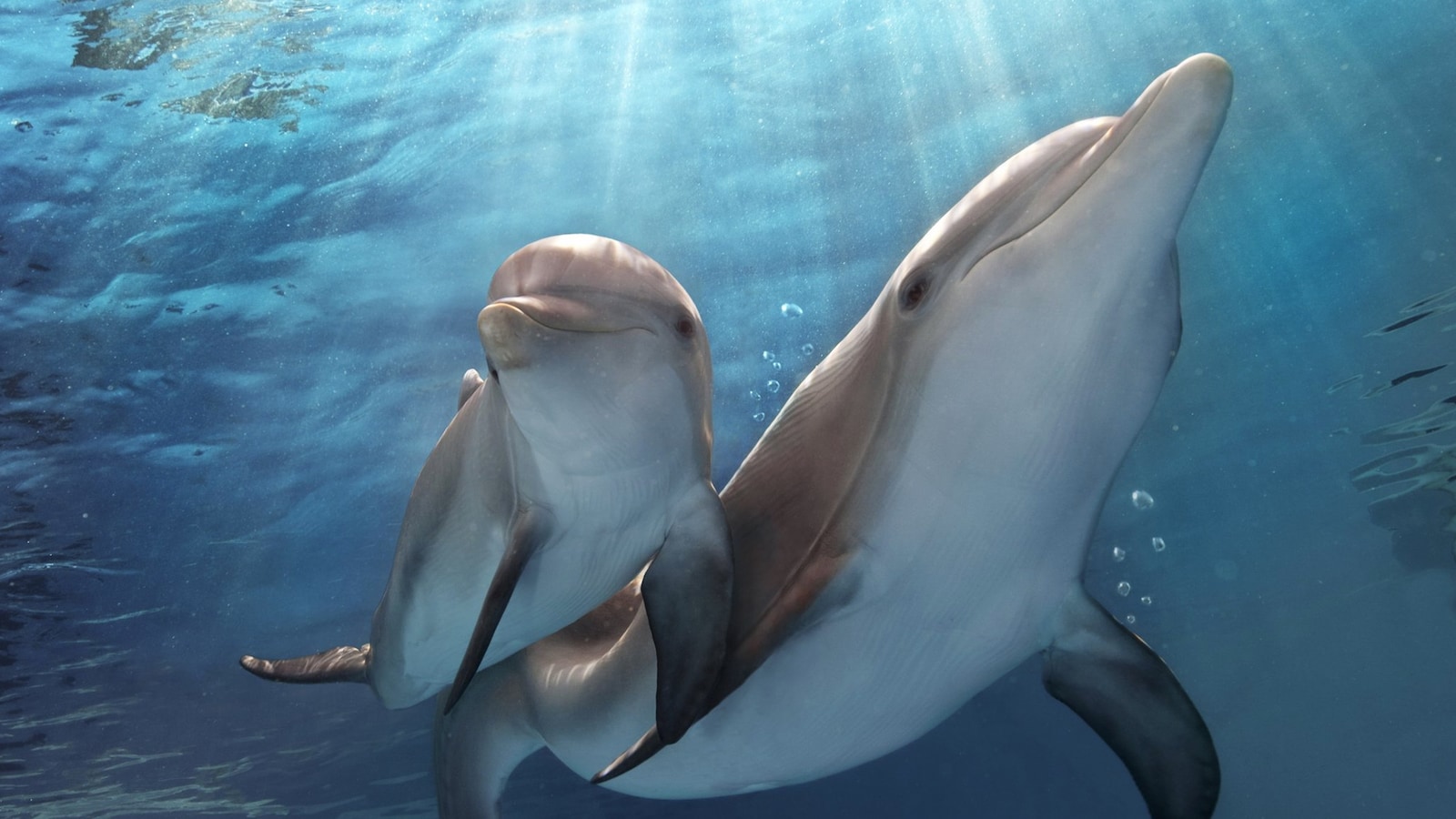 dolphin-tale-2-2014