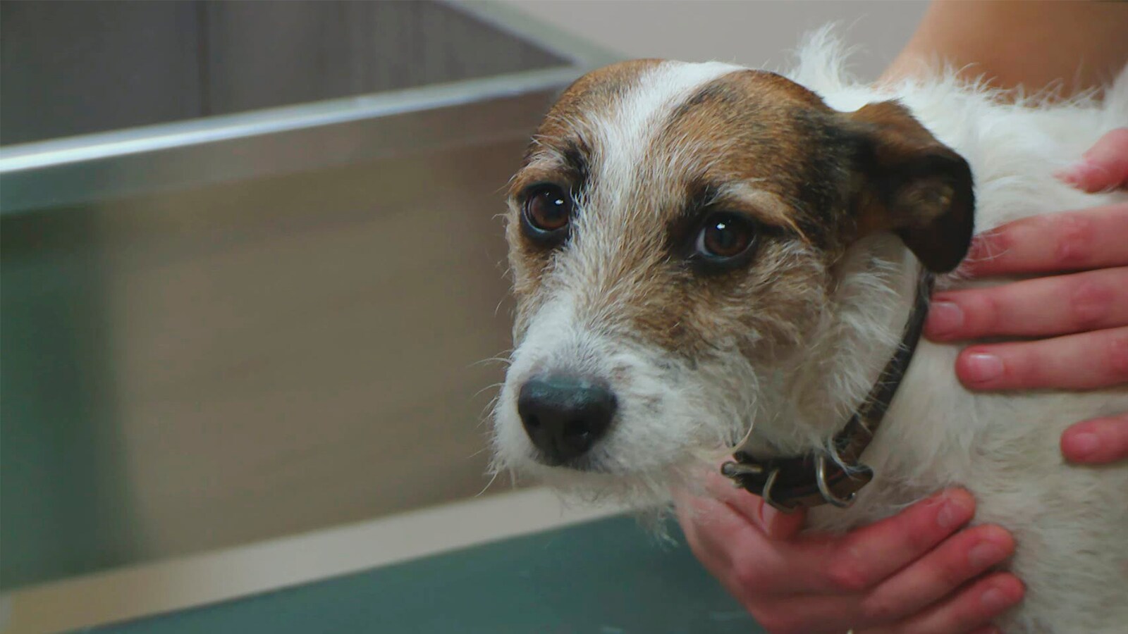 veterinaren-i-yorkshire