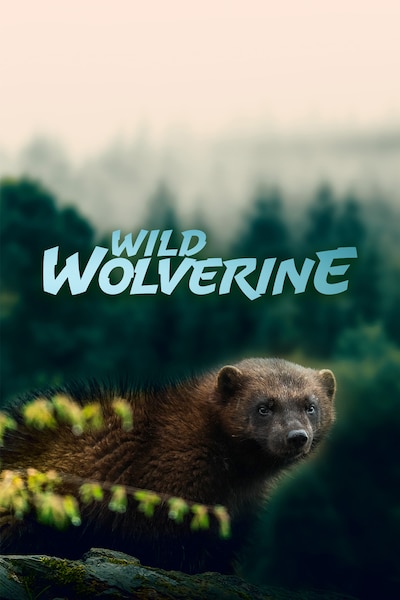 wild-wolverine-2020