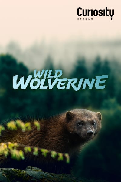 wild-wolverine-2020