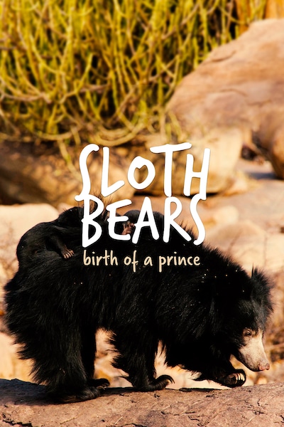 sloth-bears-birth-of-a-prince-2020