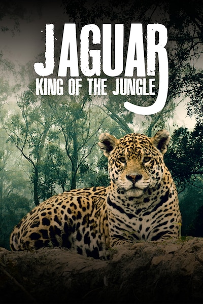 jaguar-king-of-the-jungle-2020