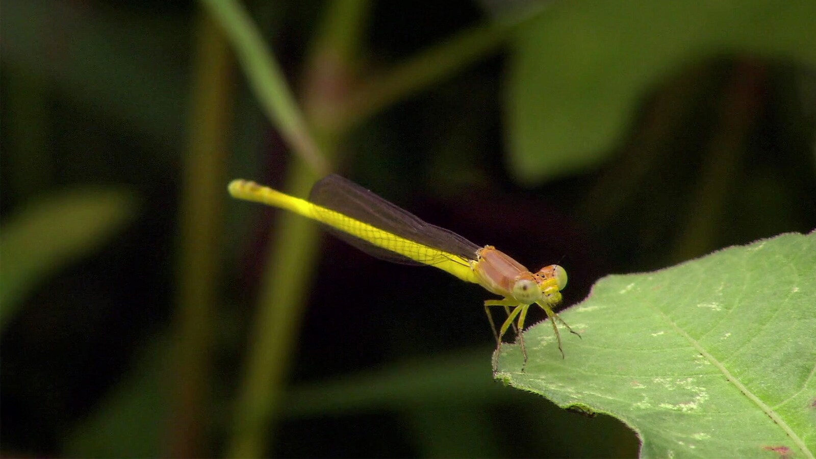 creepy-crawlies/sasong-1/avsnitt-1