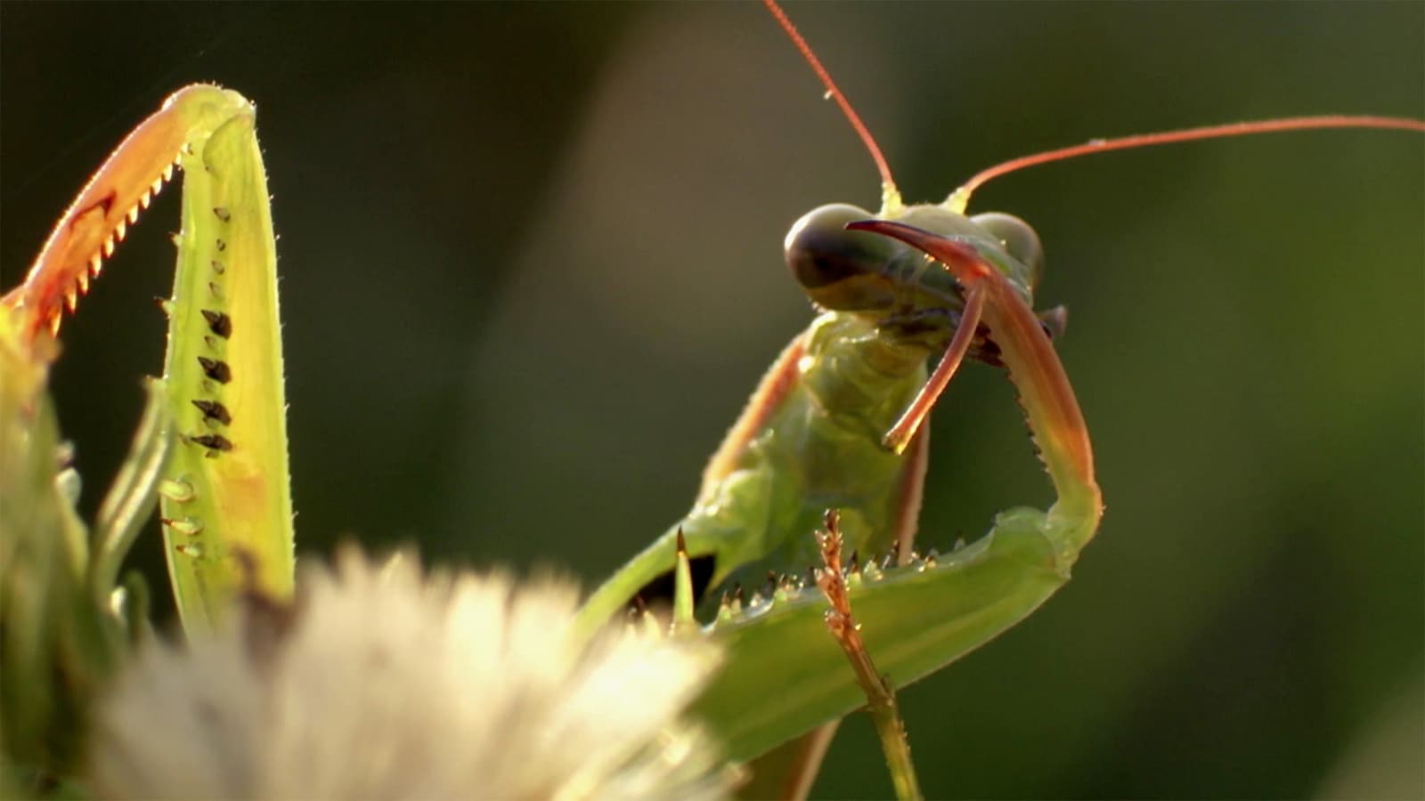 creepy-crawlies