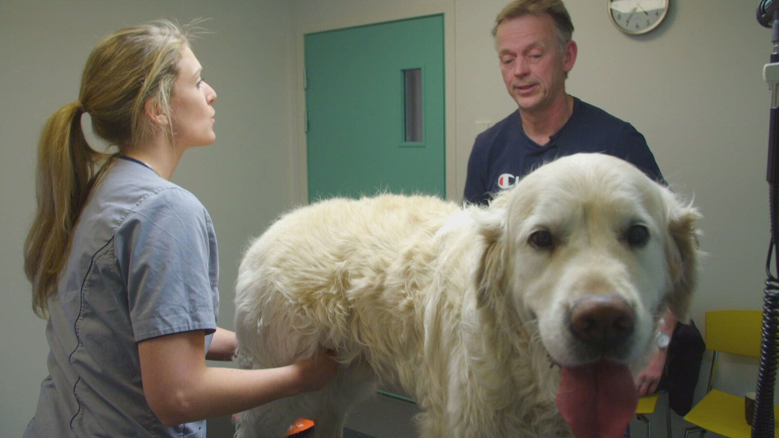Veterinærene