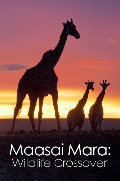maasai-mara-dar-vilda-djur-mots