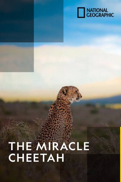 the-miracle-cheetah-2017