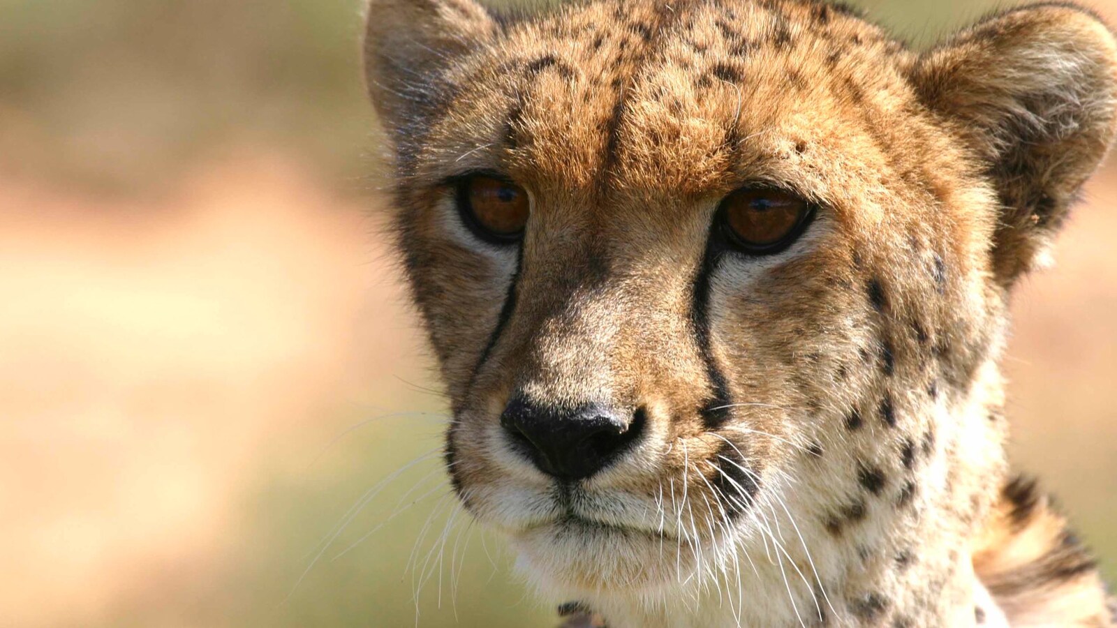 the-miracle-cheetah-2017