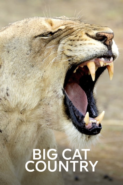 de-stora-kattdjurens-land